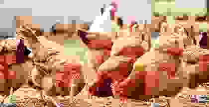 img-cap-4